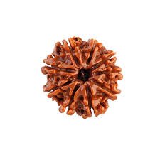 9 Mukhi Nepal Rudraksha