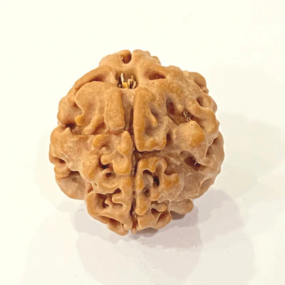 1 Mukhi Nepal Rudraksha (Ekmukhi)