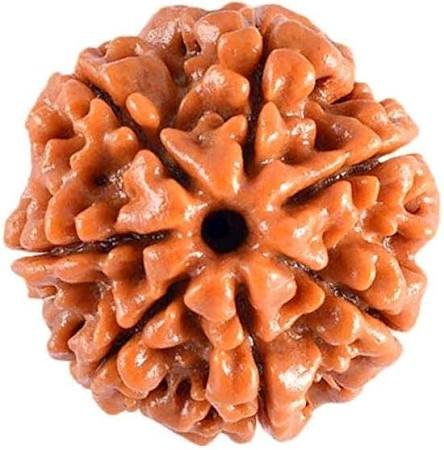 7 Mukhi Nepal Rudraksha